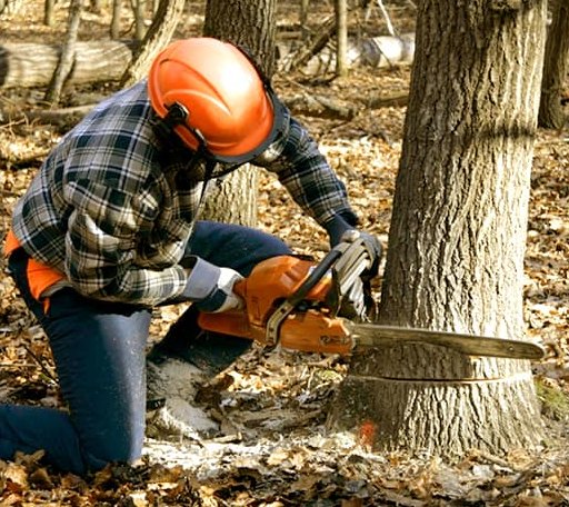 Tree Removal in Berne, IN